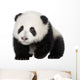 Giant Panda 4 Months - Ailuropoda Melanoleuca Wall Decal