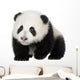 Giant Panda 4 Months - Ailuropoda Melanoleuca Wall Decal