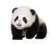 Giant Panda 4 Months - Ailuropoda Melanoleuca Wall Decal