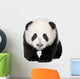 Giant Panda (4 months) - Ailuropoda melanoleuca Wall Decal