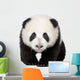 Giant Panda (4 months) - Ailuropoda melanoleuca Wall Decal