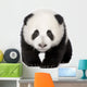 Giant Panda (4 months) - Ailuropoda melanoleuca Wall Decal