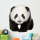 Giant Panda (4 months) - Ailuropoda melanoleuca Wall Decal