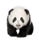 Giant Panda (4 months) - Ailuropoda melanoleuca Wall Decal