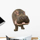 Hippopotamus - Hippopotamus Amphibius 30 Years Wall Decal