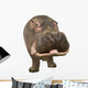 Hippopotamus - Hippopotamus Amphibius 30 Years Wall Decal
