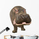 Hippopotamus - Hippopotamus Amphibius 30 Years Wall Decal