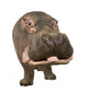 Hippopotamus - Hippopotamus Amphibius 30 Years Wall Decal
