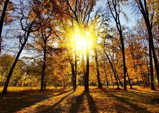 Autumn Park Wall Decal Design 1