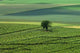 Green Landscape Wall Decal
