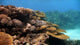Acropora Corals Wall Decal