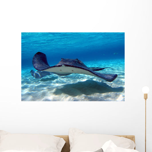 Southern Stingray 09 Wall Mural