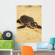 Baby Sea Turtle 05 Wall Mural