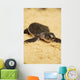 Baby Sea Turtle 05 Wall Mural