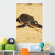 Baby Sea Turtle 05 Wall Mural