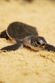 Baby Sea Turtle 05 Wall Mural