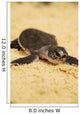 Baby Sea Turtle 05 Wall Mural
