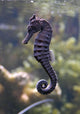 Sea Horse Wall Decal