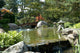 Japanese Water Garden Wall Mural