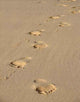 Tracks Sand Wall Decal Design 1