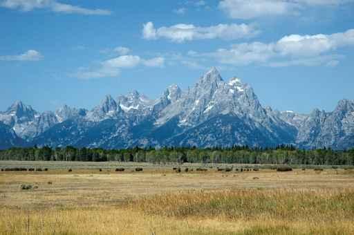 Bison Grand Tetons Wall Decal