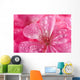 macro of pink geranium flowers with water droplets Wall Mural