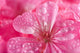 macro of pink geranium flowers with water droplets Wall Mural