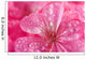 macro of pink geranium flowers with water droplets Wall Mural