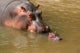 Hippopotamus baby with mum Wall Mural