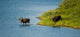 Moose Crossing Wall Mural