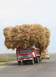 Sugar Cane Transport Wall Decal