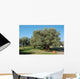 Oldest Olive Tree World Wall Decal