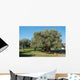 Oldest Olive Tree World Wall Decal