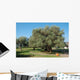 Oldest Olive Tree World Wall Decal