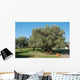 Oldest Olive Tree World Wall Decal