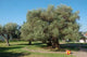 Oldest Olive Tree World Wall Decal