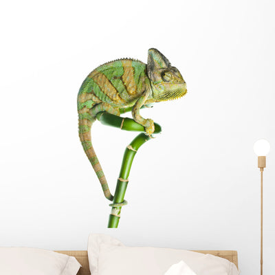 Chameleon Bamboo Wall Decal shown on a wall