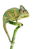 Chameleon on Bamboo Wall Decal