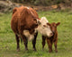 Momma Cow and Calf Wall Decal