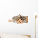 Cat on gray background Wall Decal