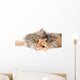 Cat on gray background Wall Decal