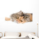 Cat on gray background Wall Decal