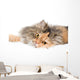 Cat on gray background Wall Decal