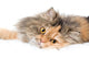 Cat on gray background Wall Decal