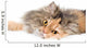 Cat on gray background Wall Decal