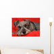 Miniature Schnauzer Resting on Red Blanket Wall Mural