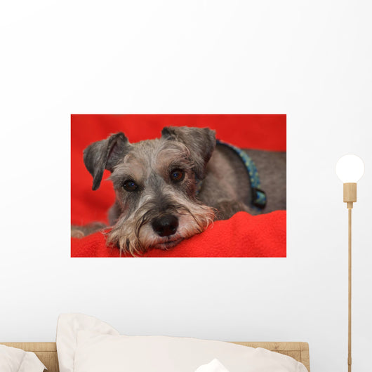 Miniature Schnauzer Resting on Red Blanket Wall Mural