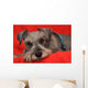 Miniature Schnauzer Resting on Red Blanket Wall Mural
