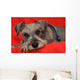 Miniature Schnauzer Resting on Red Blanket Wall Mural