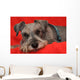 Miniature Schnauzer Resting on Red Blanket Wall Mural
